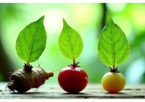 Traditional Uses of Chinese Medicinal Plants