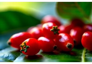 Goji Berry Benefits Beyond Immunity for Vision and Vitality