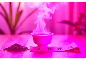 Supporting Kidney Function with Natural TCM Remedies