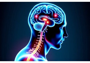 Neuroscience of Acupuncture How It Affects the Brain and Nerves