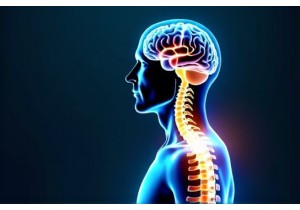 Du Mai Governing Vessel Influence on Spinal and Brain Health