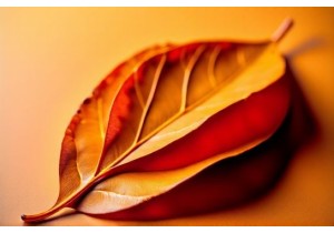 Regulatory Frameworks for Herbal Product Safety and Quality