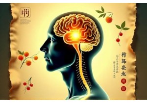 Chinese Herbs for Cognitive Function and Mental Clarity Based on TCM Principles