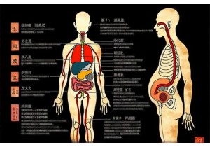 Bladder Triple Burner and Fluid Metabolism Models in Early TCM Texts