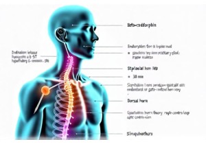 Mechanisms of Acupuncture Analgesia Endorphins Serotonin and Spinal Cord Modulation